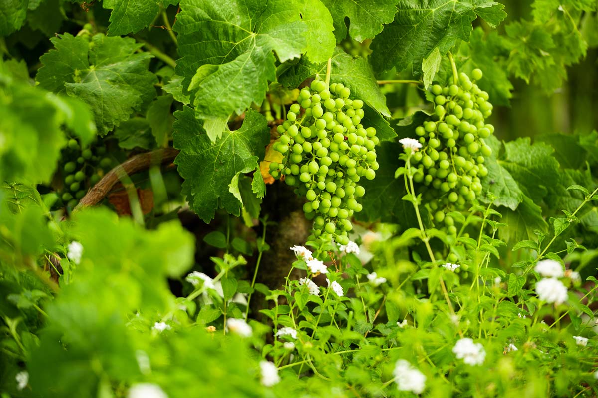Diseño de jardín en Bunyola, Mallorca | Jardinería Bisanyes