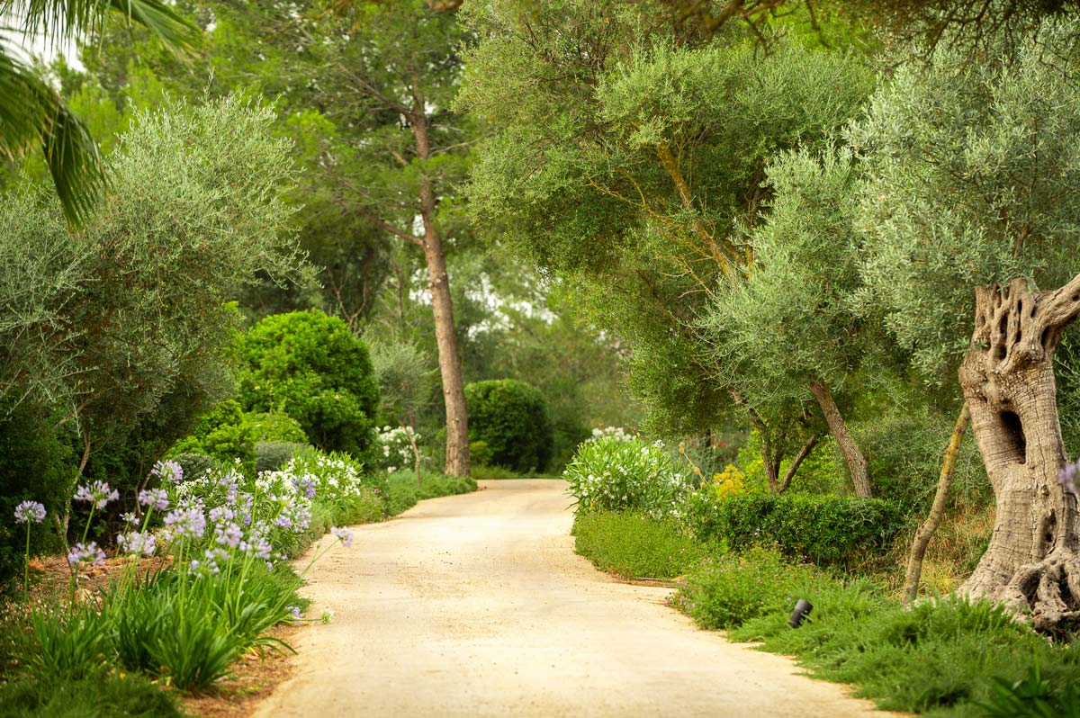 Diseño de jardín en Bunyola, Mallorca | Jardinería Bisanyes