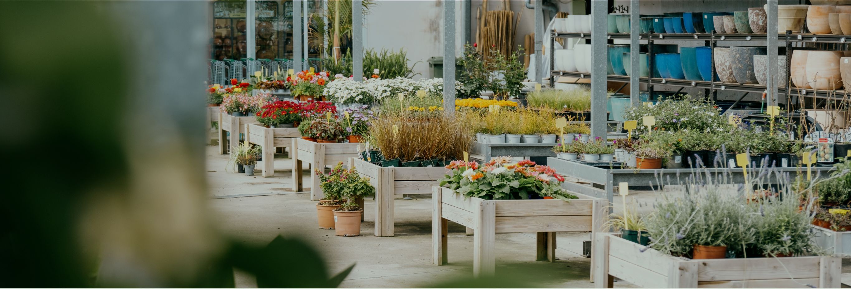 Plantas y jardinería en Mallorca | Jardinería Bisanyes