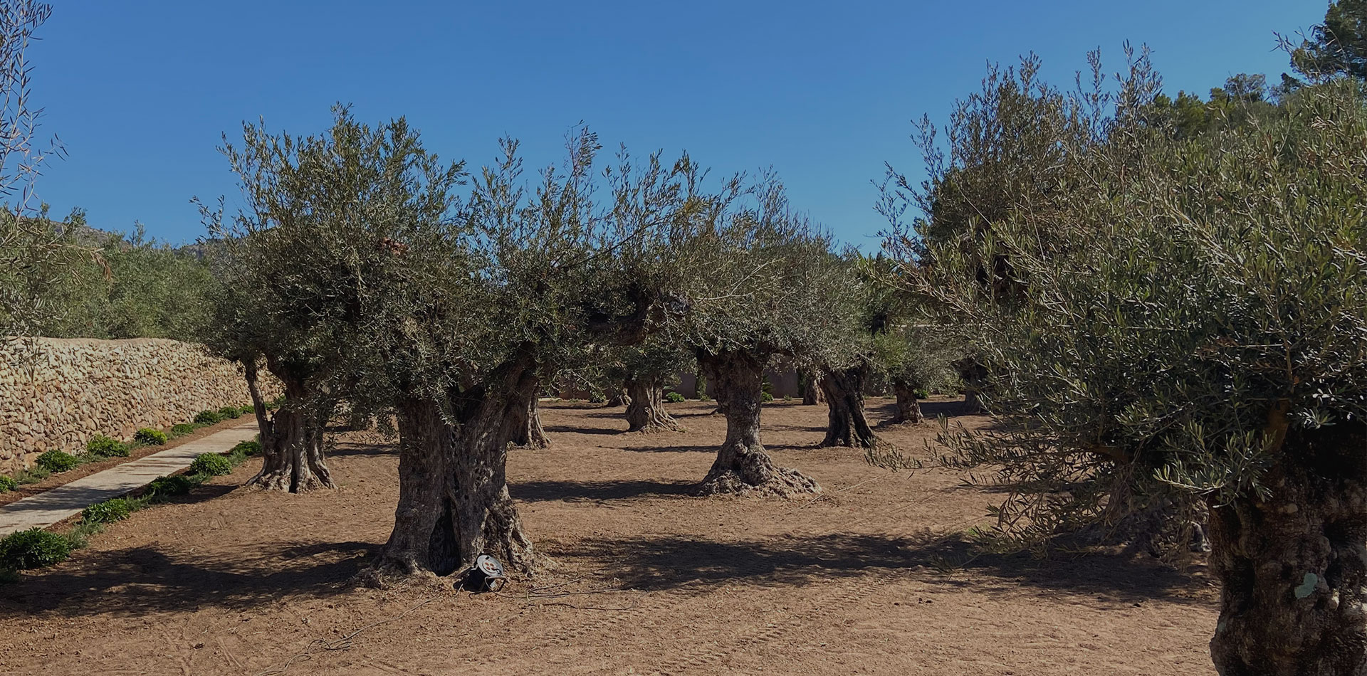 Diseño de jardín de Olive Art, Mallorca | Jardinería Bisanyes