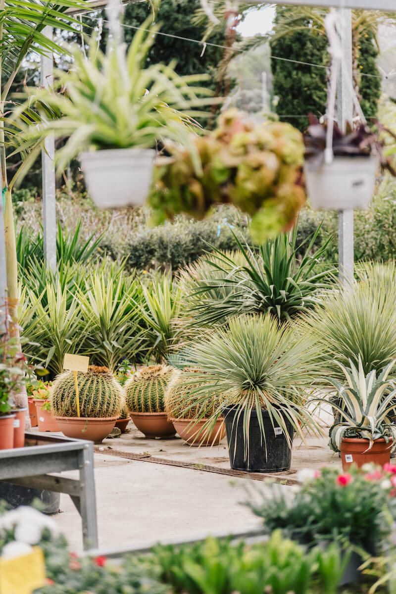 Plantas y jardinería en Mallorca | Jardinería Bisanyes