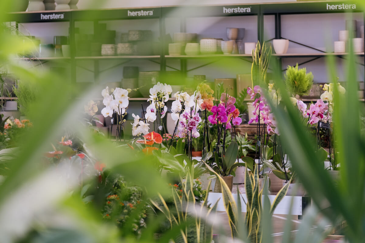 Plantas y jardinería en Mallorca | Jardinería Bisanyes