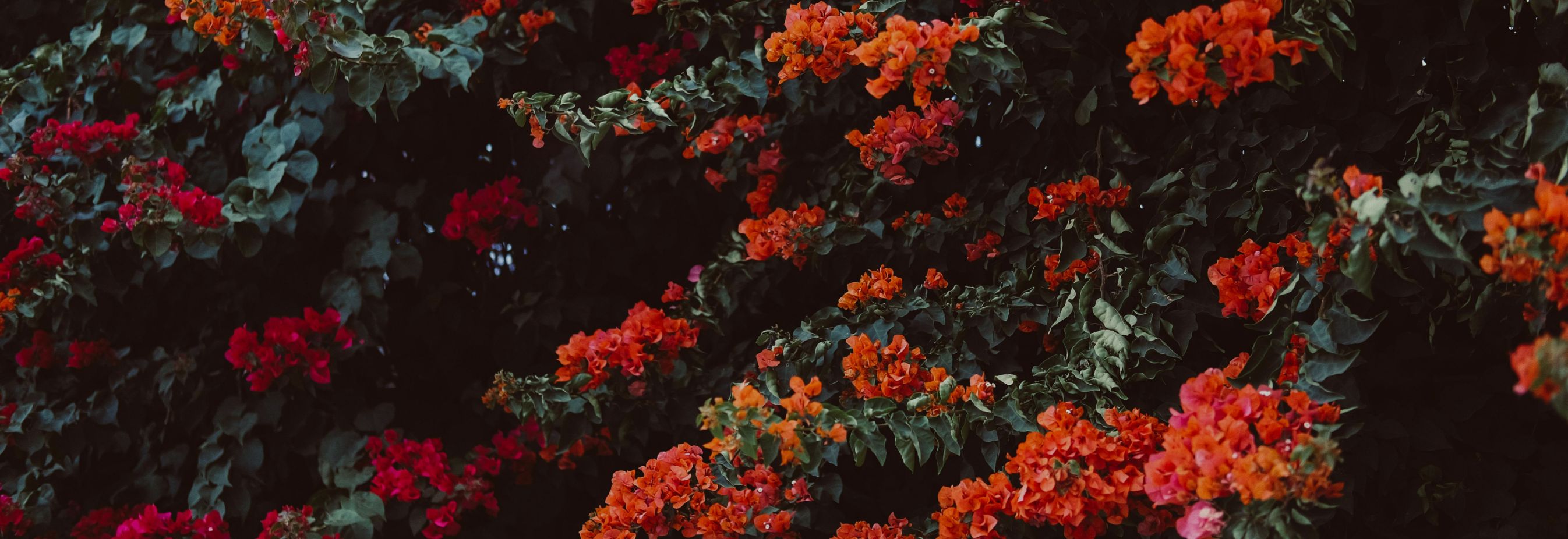 Mantenimiento de jardines en Mallorca | Jardinería Bisanyes