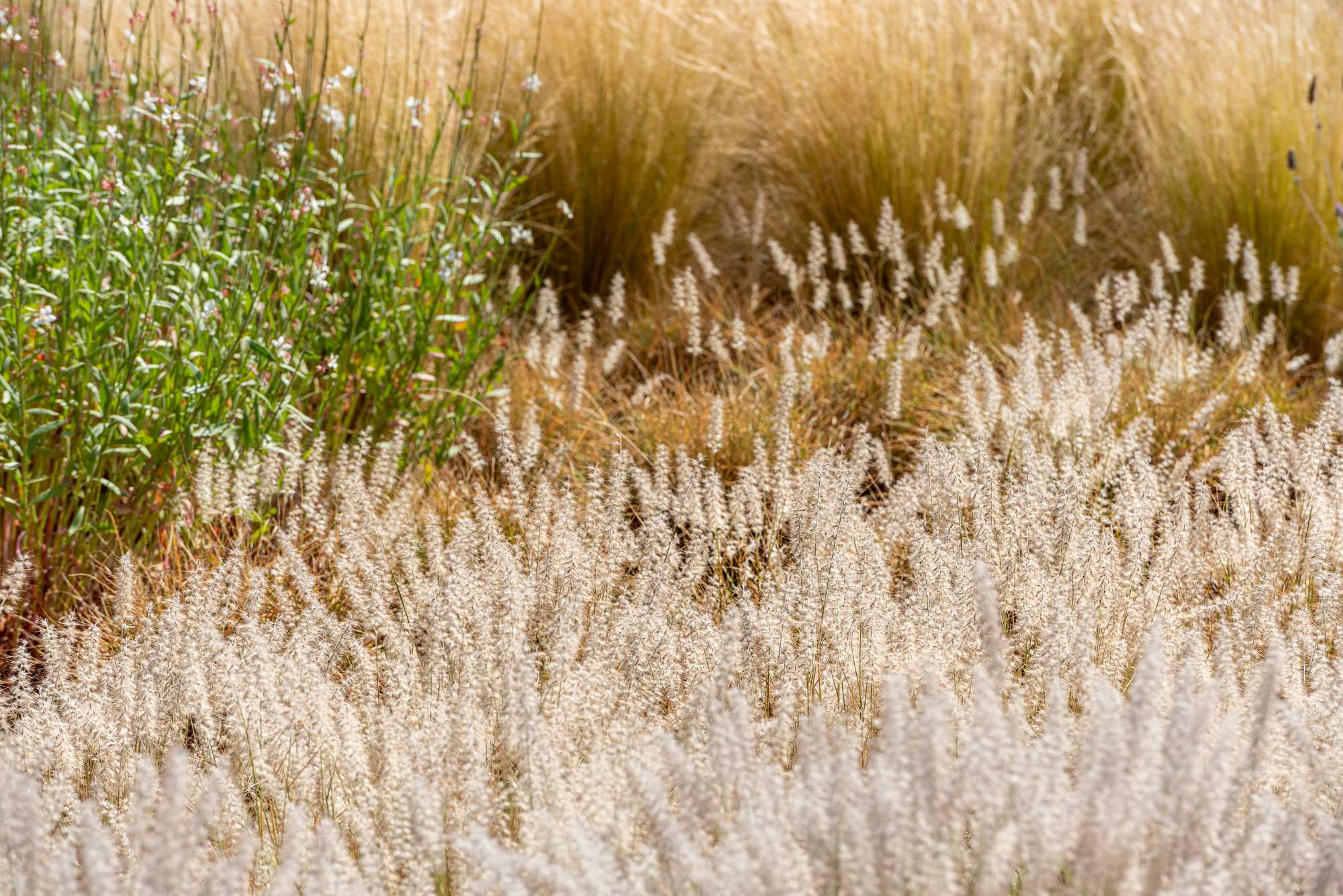 Diseño de jardín en Lloseta, Mallorca | Jardinería Bisanyes
