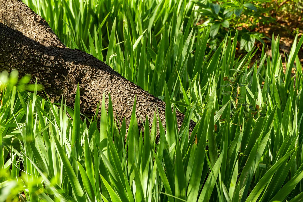 Diseño de jardín en La Font, Mallorca | Jardinería Bisanyes
