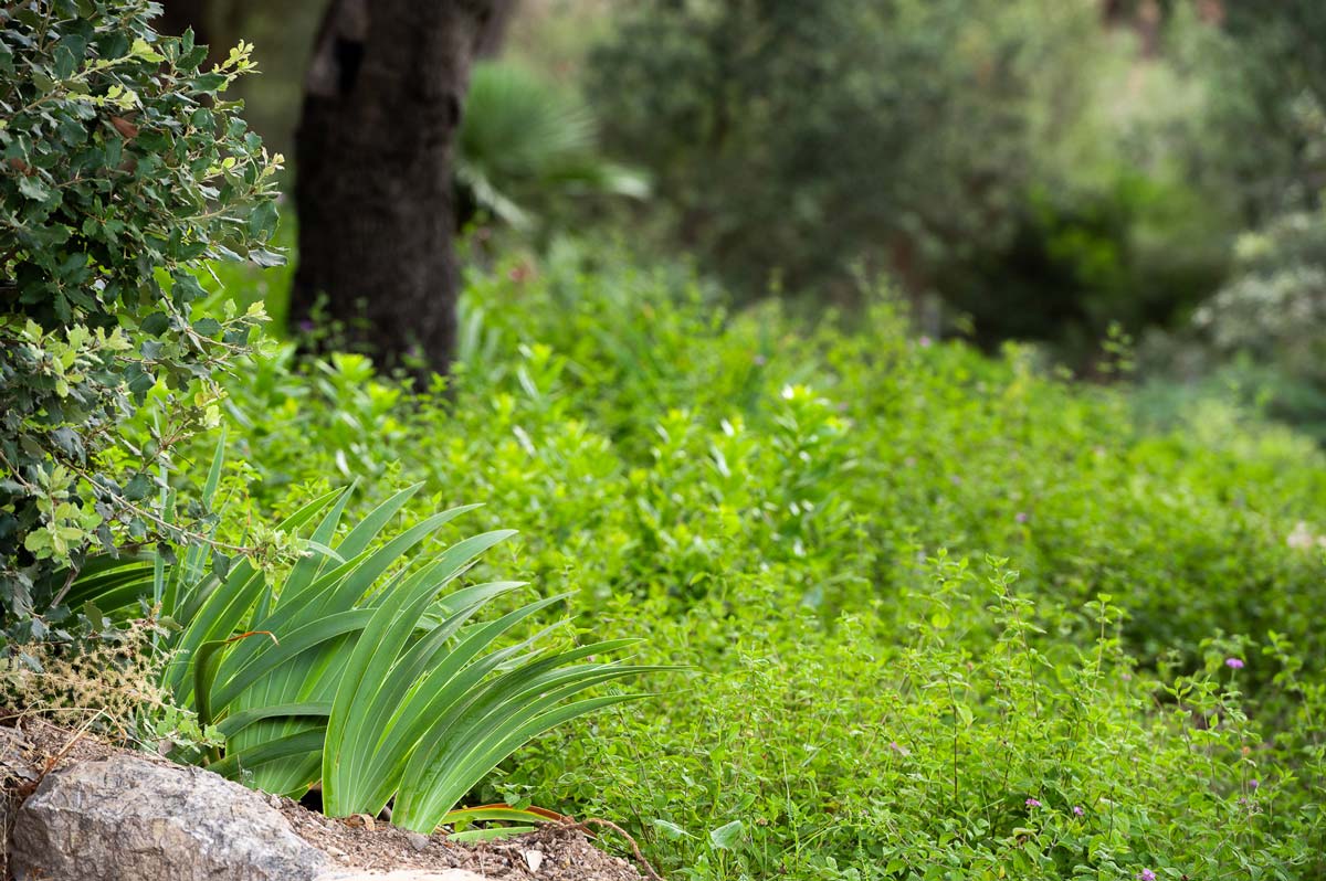 Diseño de jardín en Bunyola, Mallorca | Jardinería Bisanyes