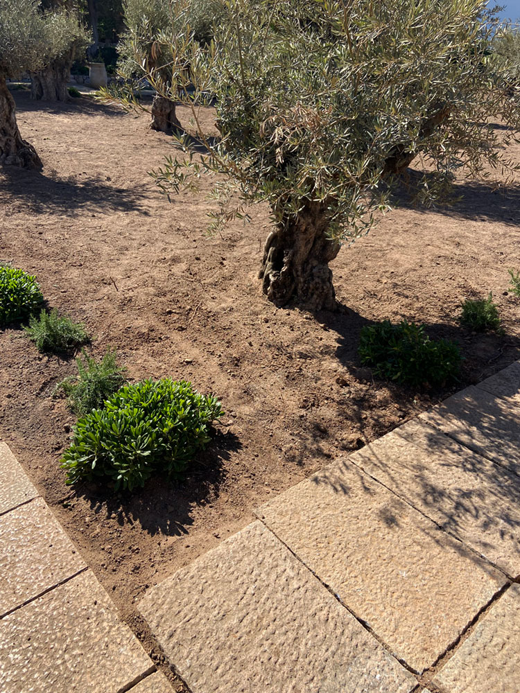 Diseño de jardín de Olive Art, Mallorca | Jardinería Bisanyes