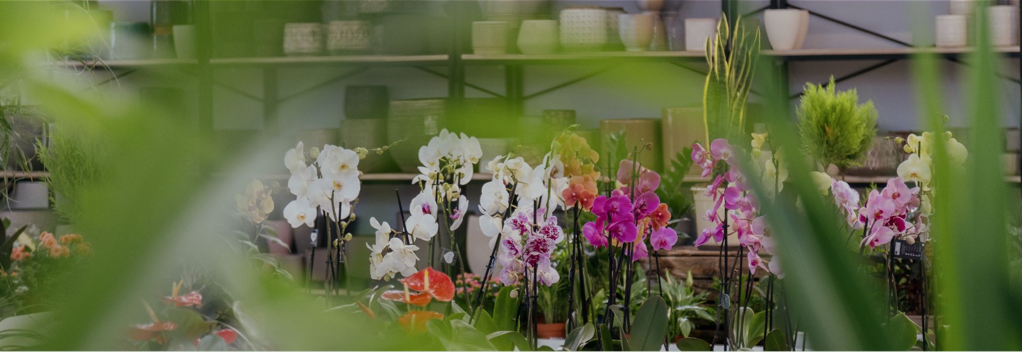 Jardineria Bisanyes: Centro de jardinería en Alcudia (Mallorca)
