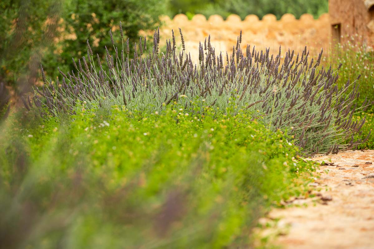 Diseño de jardín en Bunyola, Mallorca | Jardinería Bisanyes