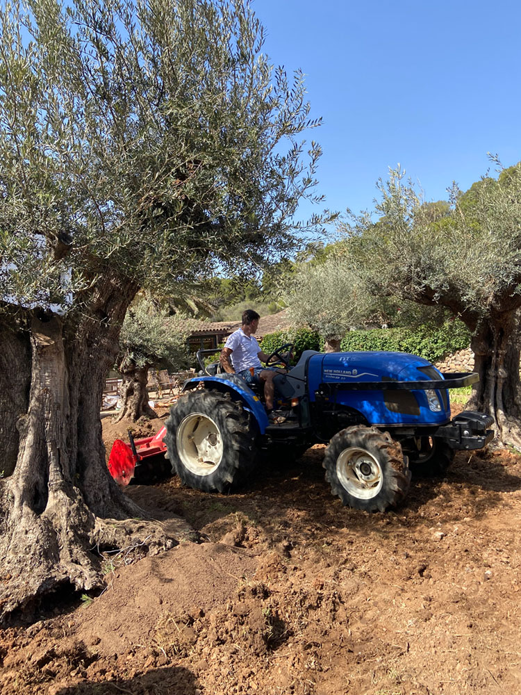Diseño de jardín de Olive Art, Mallorca | Jardinería Bisanyes