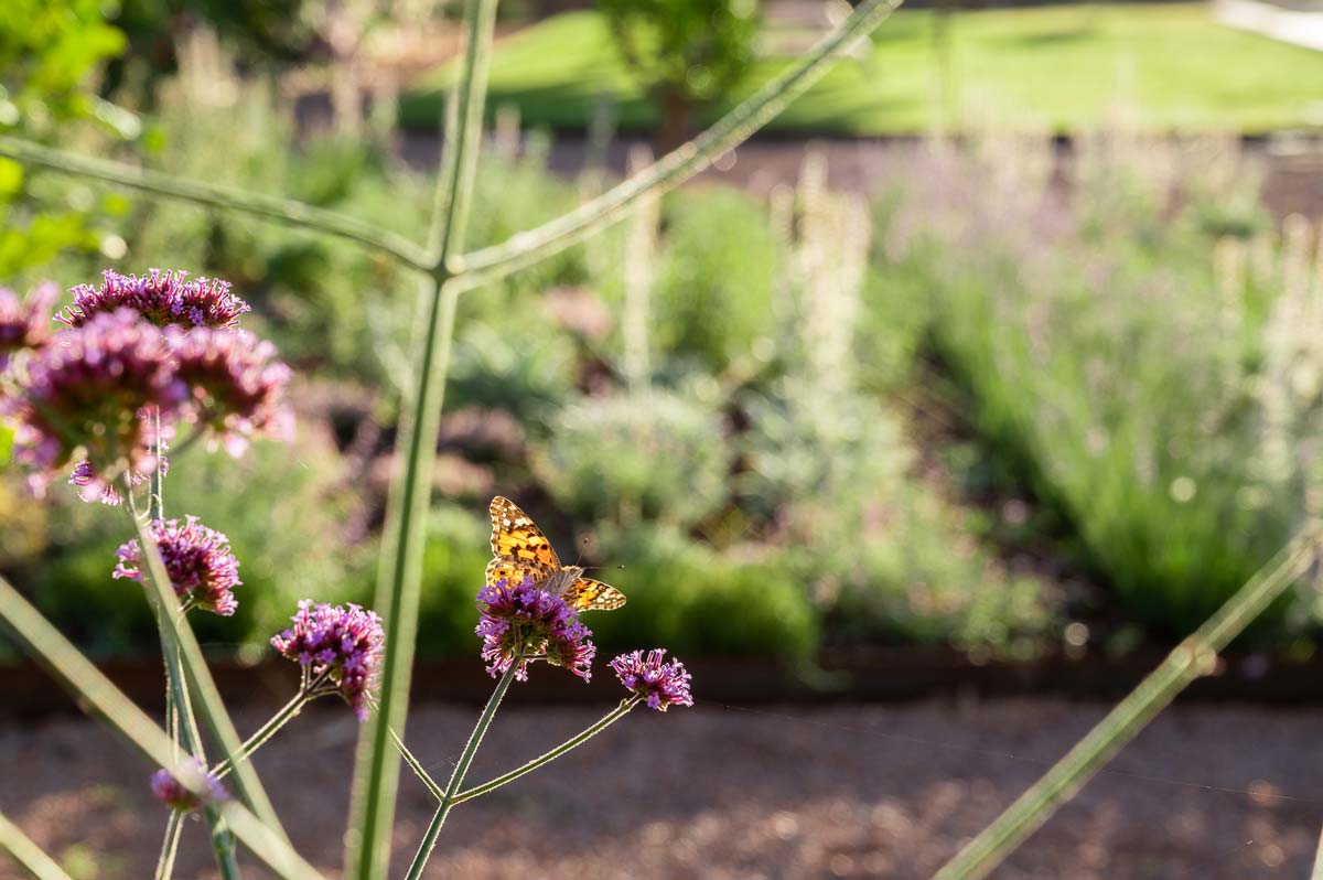 Diseño de jardín en Selva, Mallorca | Jardinería Bisanyes