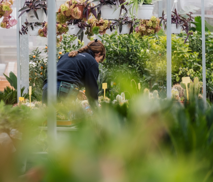 Proyectos de paisajismo a medida en Mallorca | Jardinería Bisanyes