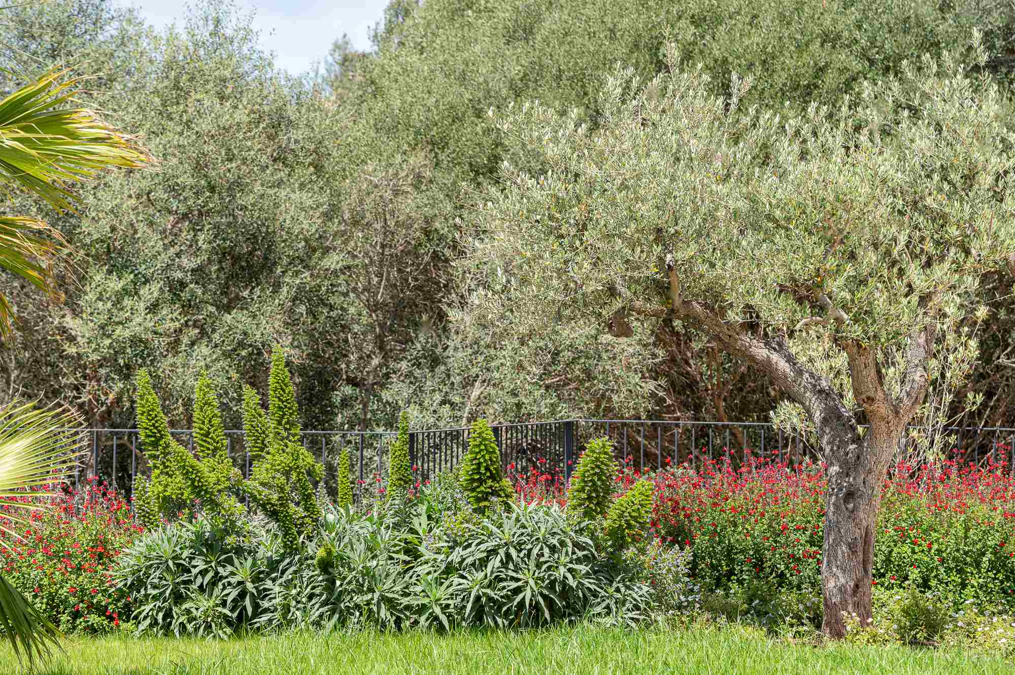 Diseño de jardín en Bonaire, Mallorca | Jardinería Bisanyes