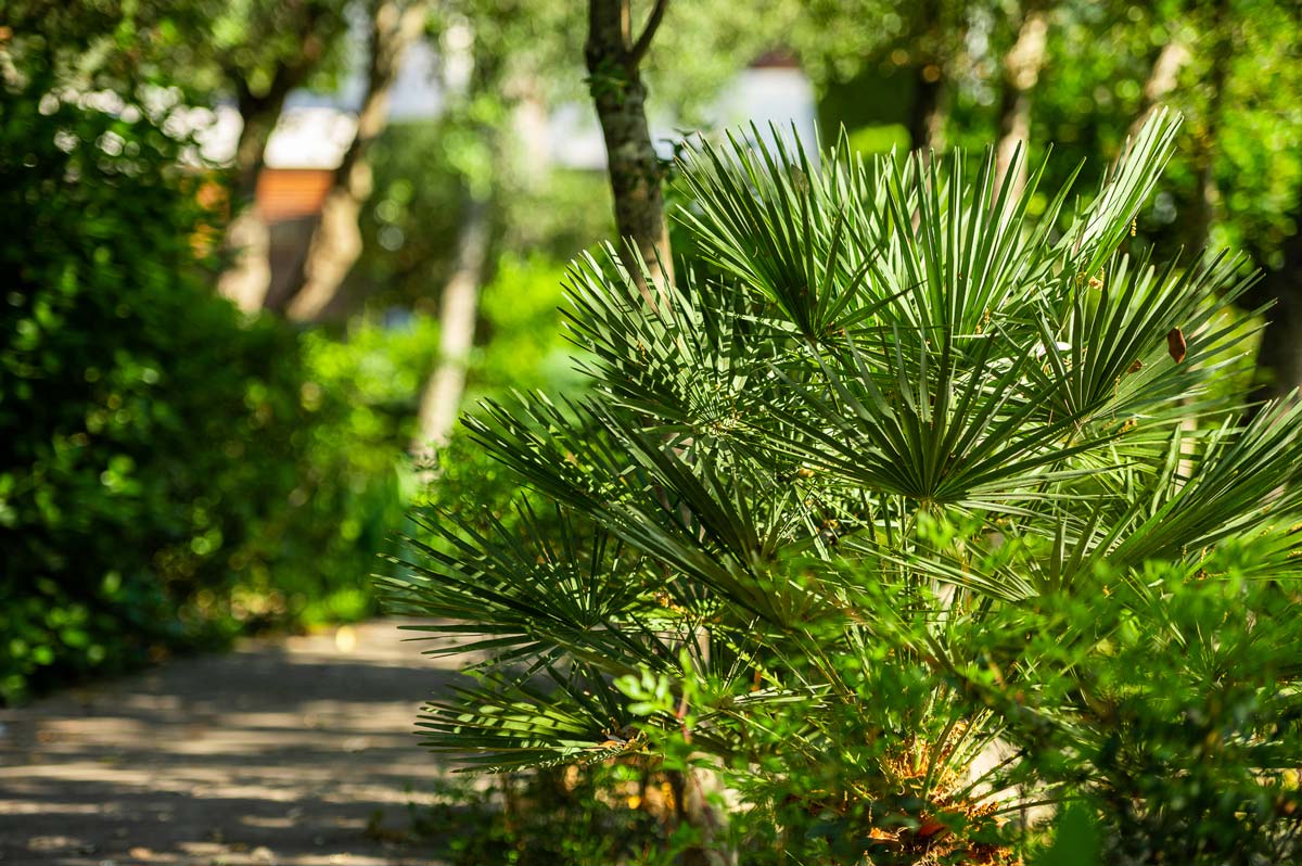Diseño de jardín en La Font, Mallorca | Jardinería Bisanyes