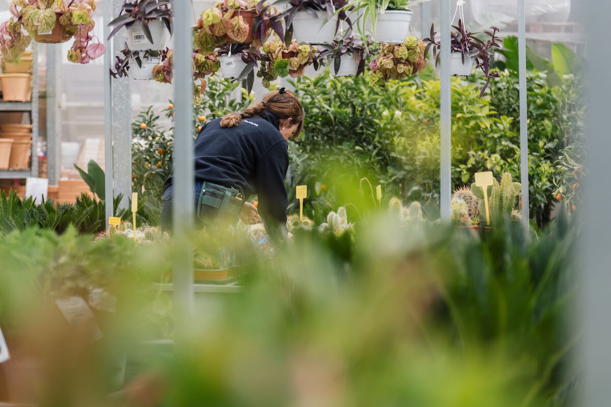 Plantas y jardinería en Mallorca | Jardinería Bisanyes