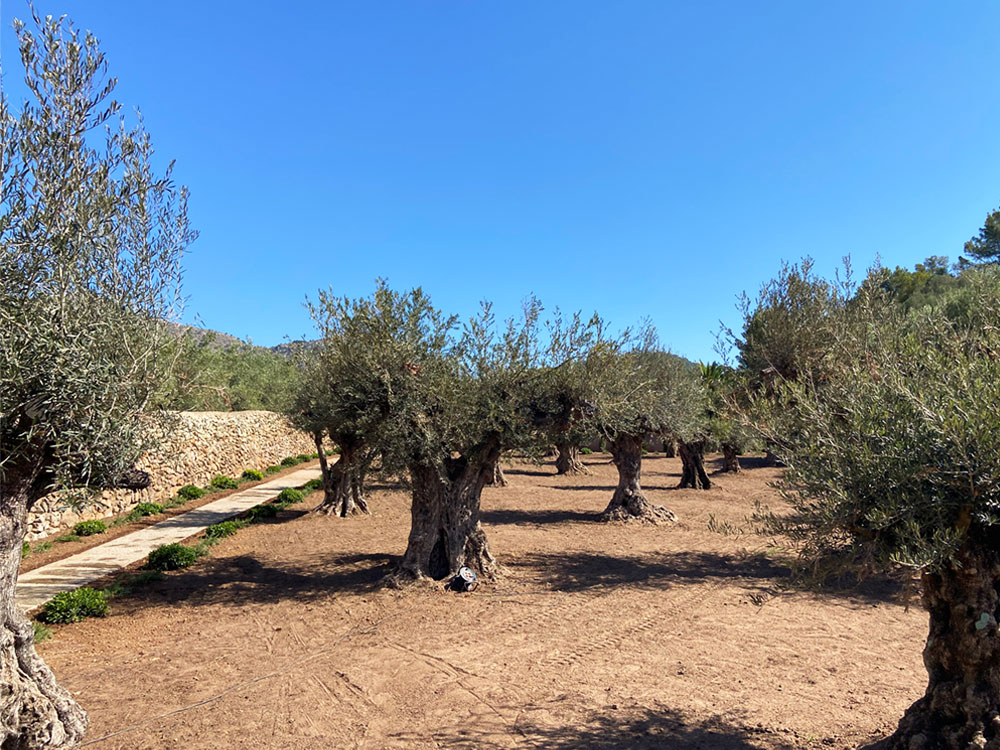 Diseño de jardín de Olive Art, Mallorca | Jardinería Bisanyes