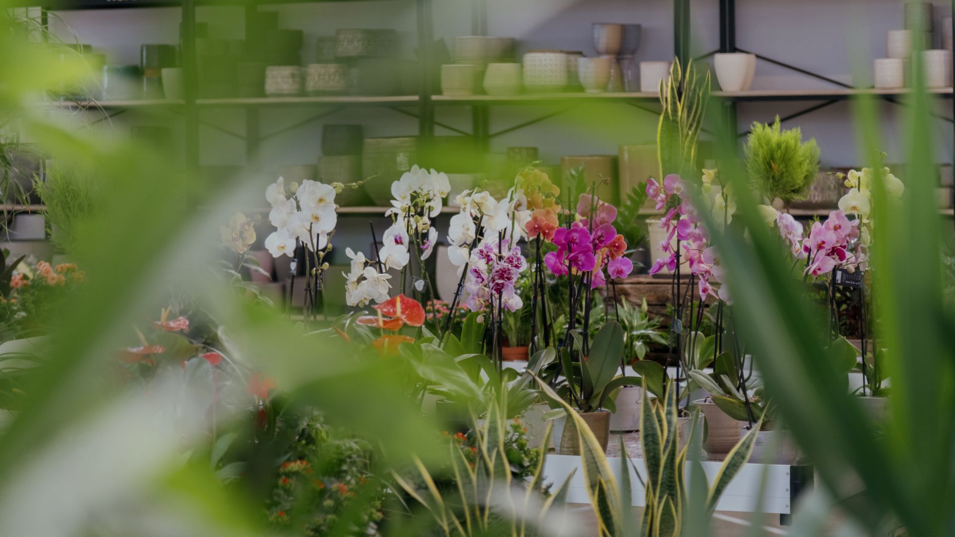 Your trusted garden center in the north of Mallorca