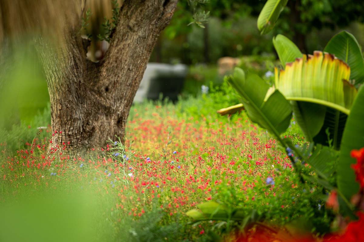 Diseño de jardín en Bunyola, Mallorca | Jardinería Bisanyes