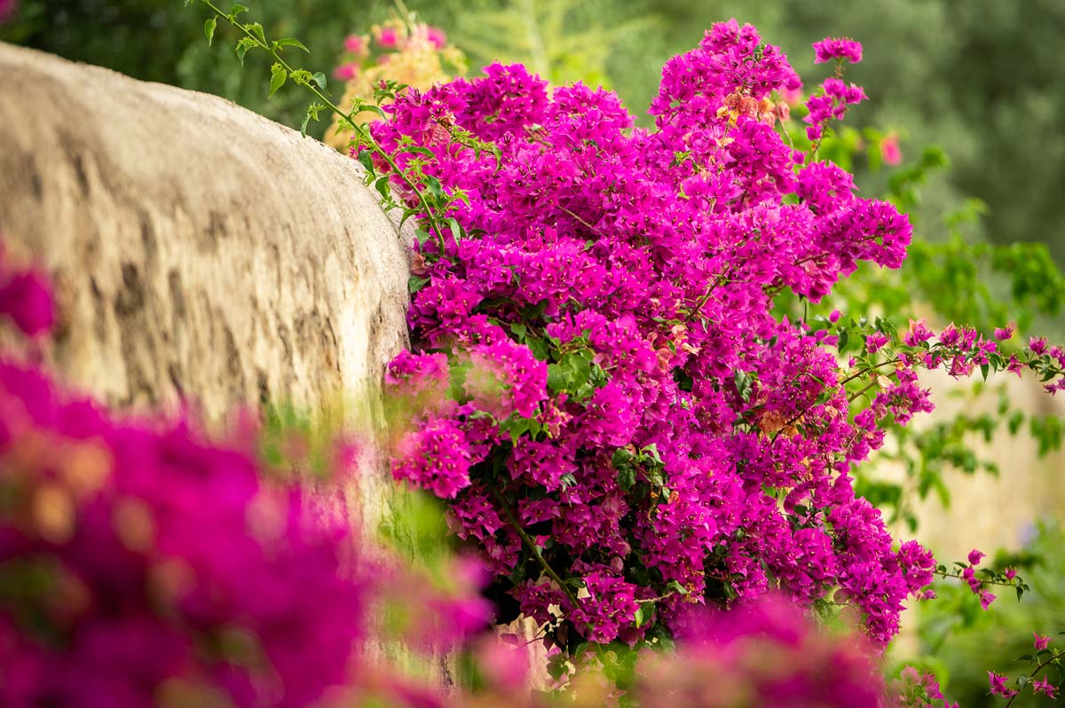 Diseño de jardín en Bunyola, Mallorca | Jardinería Bisanyes