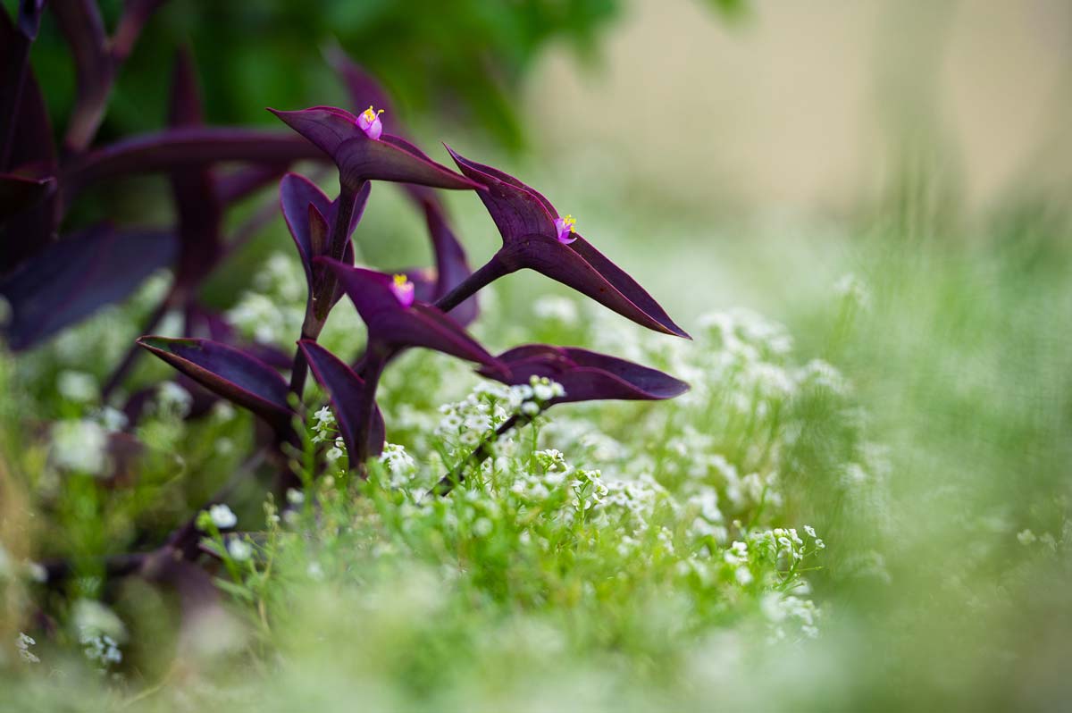 Diseño de jardín en Bunyola, Mallorca | Jardinería Bisanyes