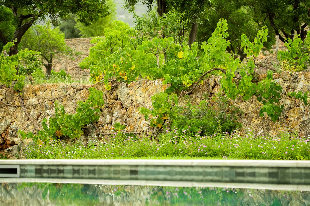 Diseño de jardín en Bunyola, Mallorca | Jardinería Bisanyes