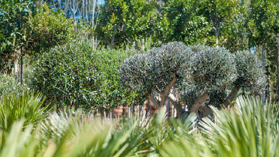 Jardineria Bisanyes: Centro de jardinería en Alcudia (Mallorca)