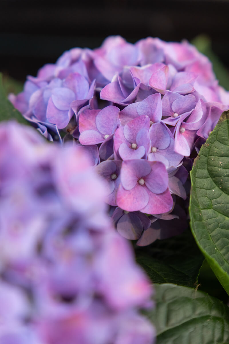 Plantas y jardinería en Mallorca | Jardinería Bisanyes