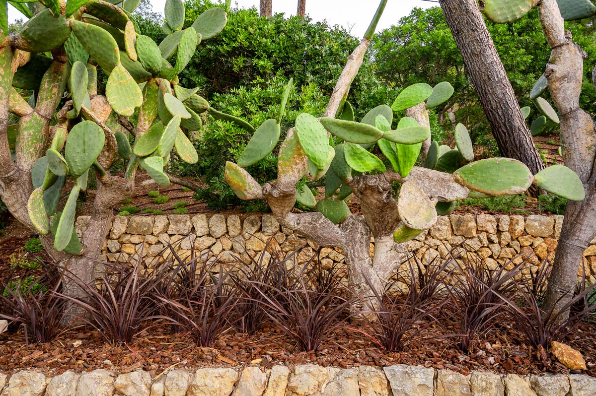 Diseño de jardín en Bunyola, Mallorca | Jardinería Bisanyes