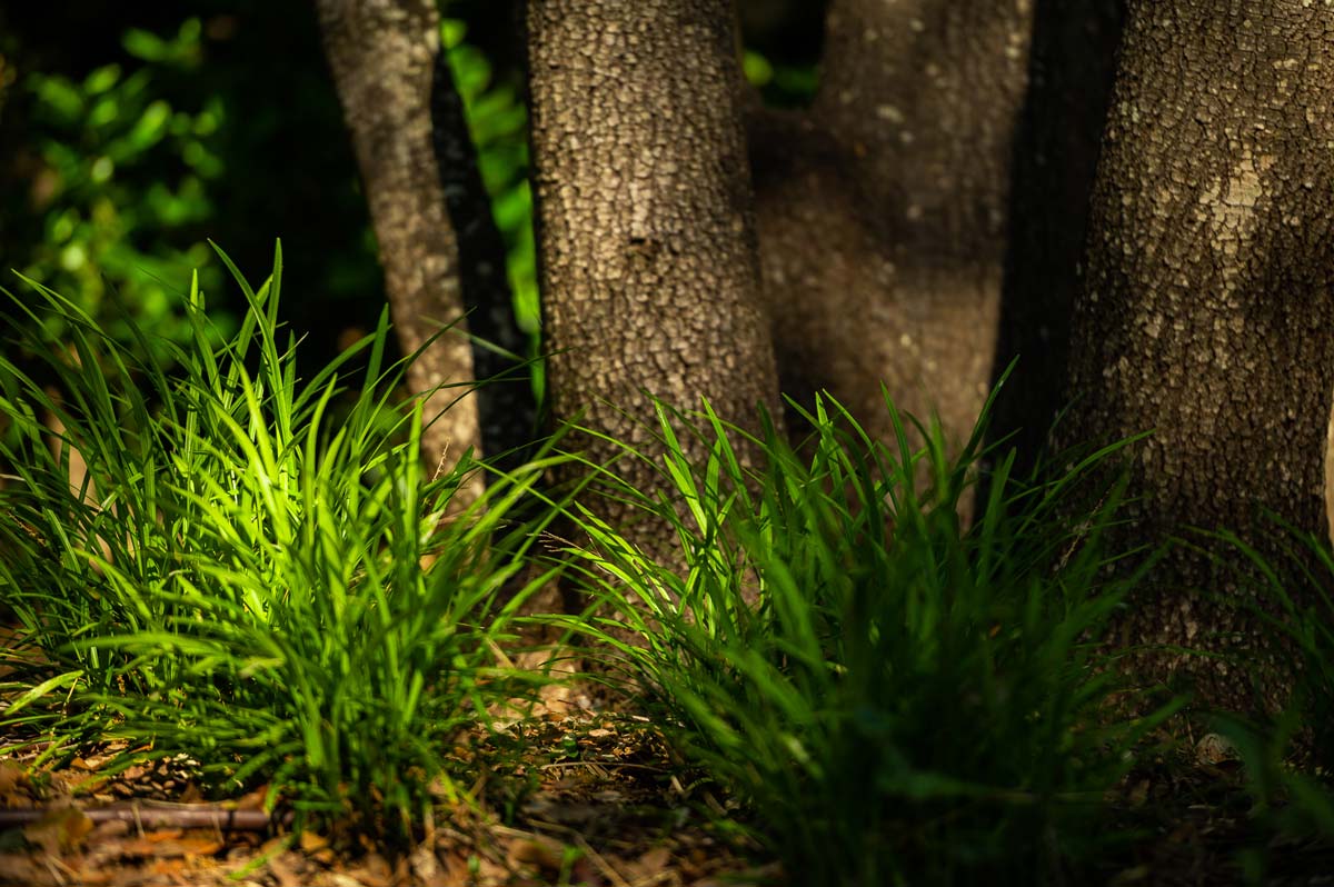 Diseño de jardín en La Font, Mallorca | Jardinería Bisanyes