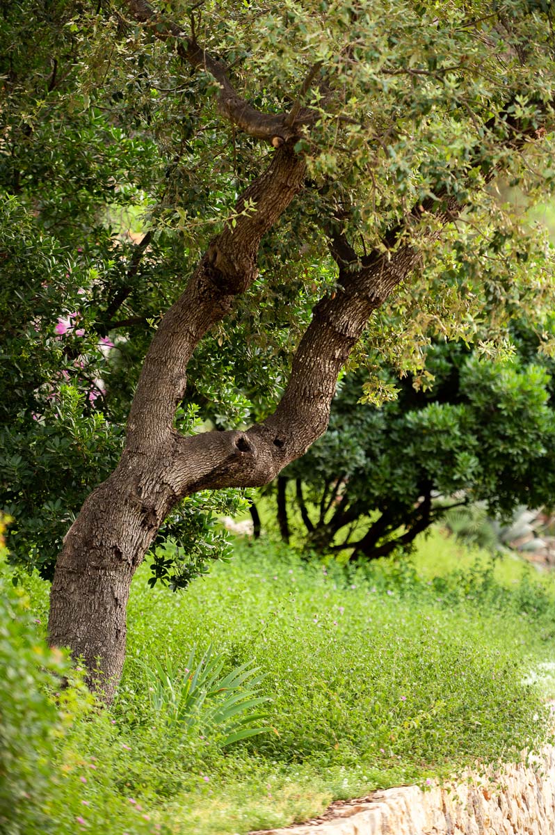 Diseño de jardín en Bunyola, Mallorca | Jardinería Bisanyes