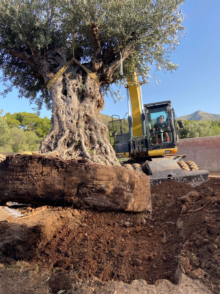 Diseño de jardín de Olive Art, Mallorca | Jardinería Bisanyes